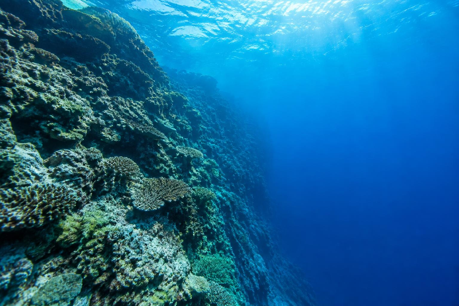DIVE-SEEK field image; site photo unavailable