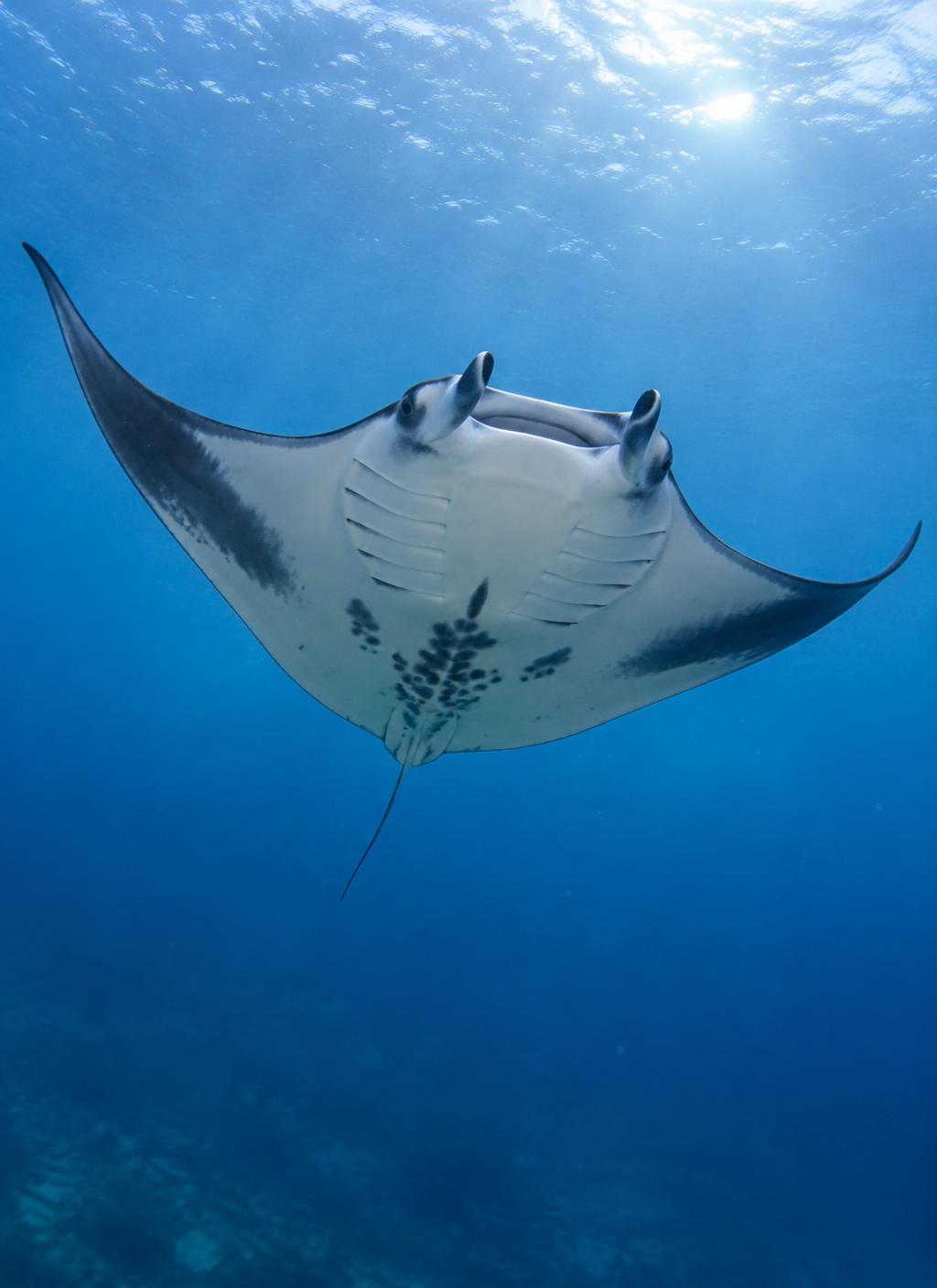 Manta Rays underwater photograph