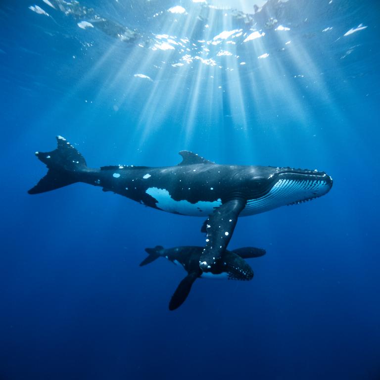 Whales underwater photograph