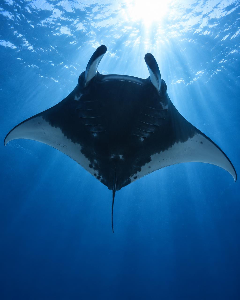 Manta ray silhouetted against the sun from below